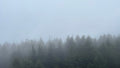 Fading Tree Line — photograph by Eric Jourgensen