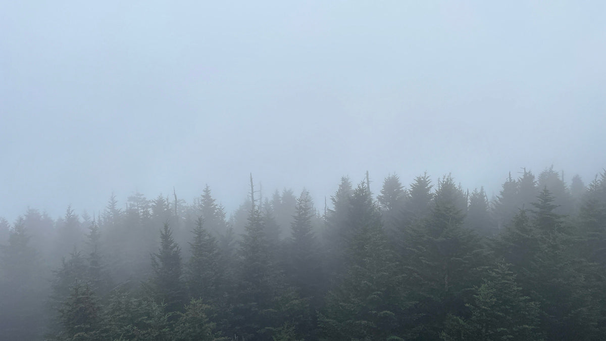 Fading Tree Line — photograph by Eric Jourgensen